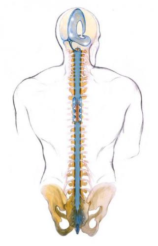 craniosacral spine